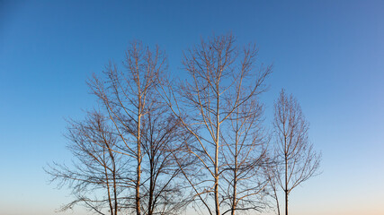 Tree branches leafless lighted with warm orange sunset light on blue vibrant clear sky background. Winter time nature