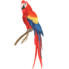 Watercolor, tropical bird, watercolor birds, parrots, watercolor drawing