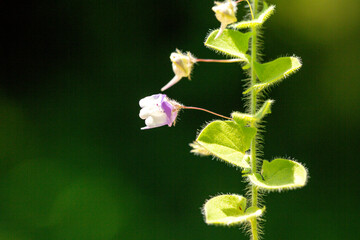The moment when plants, a miracle of nature, emerged and began to bloom