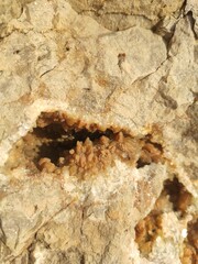 closeup photo of limestone with quartz secretion inside. Quartz in a limestone cavern