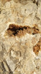 closeup photo of limestone with quartz secretion inside. Quartz in a limestone cavern