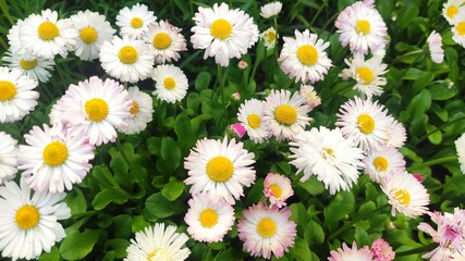 Close-up of daisies in the garden. Bellis perennis © Olga