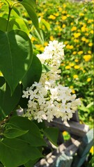 White Lilac shrub flowers blooming in spring garden. Common lilac Syringa vulgaris bush. Close-up with soft focus of a branch on a lilac tree