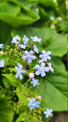 photo blue Forget-me-nots close