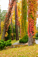 Beautiful autumn landscape. City Park in Jurmala town, Latvia