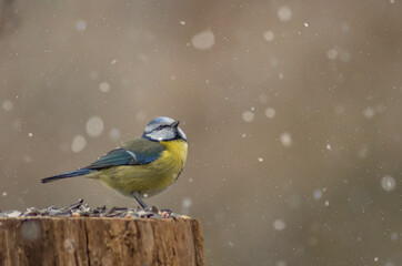 Blaumeise auf Baumstumpf