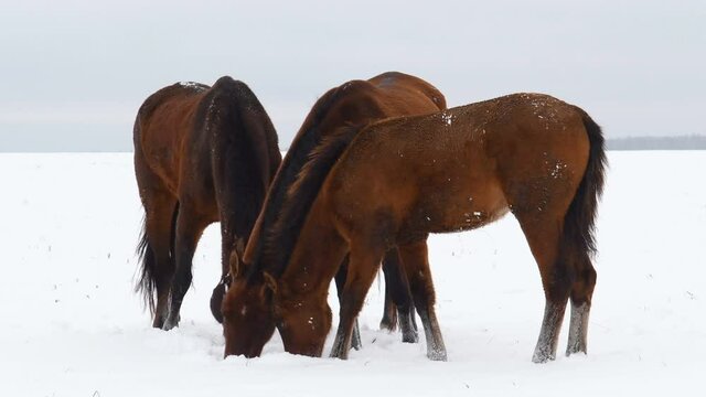 Horses graze in a snowy field. In winter, the horse eats grass under the snow.