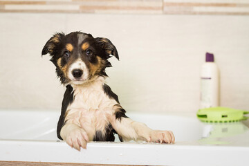 lovely wet border collie puppy dog in a bath