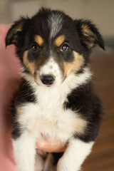 adorable border collie puppy dog held in hand indoors
