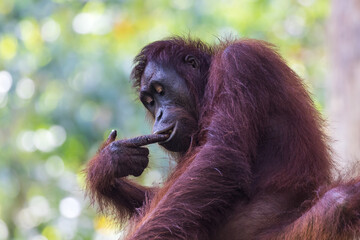 Orangutan at Sepilok Orangutan Rehabilitation Centre, Malaysia