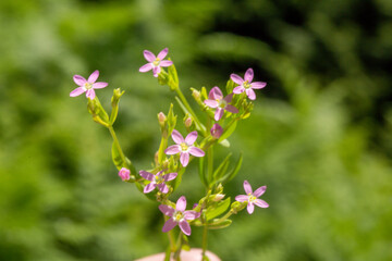 A focused photo of Centaurium erythraea - common centuary which grows in forests, meadows, and moors. This photo is from Turkey where is so wealthy about the species of plants. 
