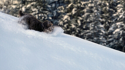Obraz premium wandering with the dog in the deep powder snow on the mountains 