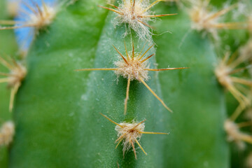 Macro of cactus