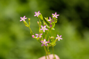 A focused photo of Centaurium erythraea - common centuary which grows in forests, meadows, and moors. This photo is from Turkey where is so wealthy about the species of plants. 
