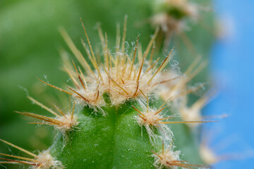 Macro of cactus