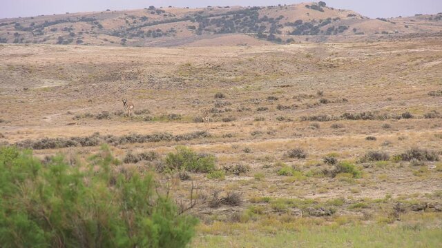 Pronghorn buck and doe running through a meadow in slow motion
