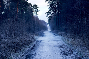 empty snowy road in the pine forest