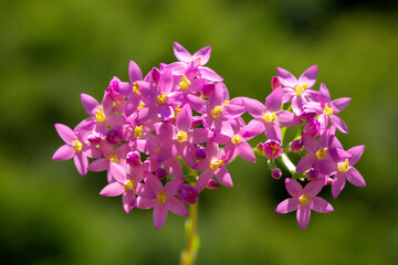 Centaurium erythraea is a species of flowering plant in the gentian family known by the common names common centaury and European centaury and this is a photo which reflects the beauty of that plant.