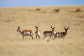 Crédence de cuisine en verre imprimé Antilope Pronghorn Antelope Arizona