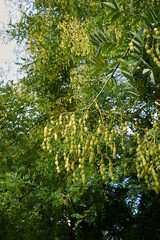 Styphnolobium japonicum 