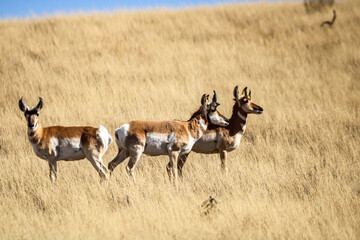 Pronghorn Antelope Arizona