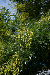 Styphnolobium japonicum 