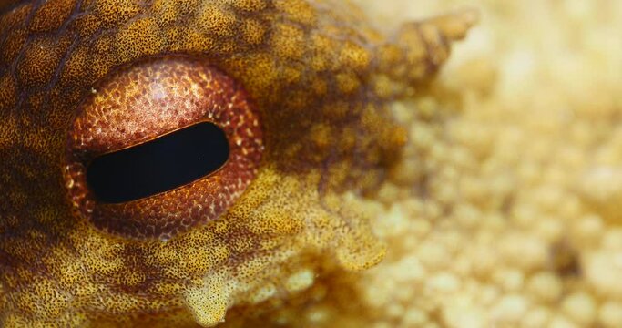 close up eye of octopus underwater detailed skin cephalopod  ocean scenery macro