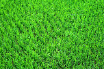 Vibrant green immature rice plants growing in the paddy field