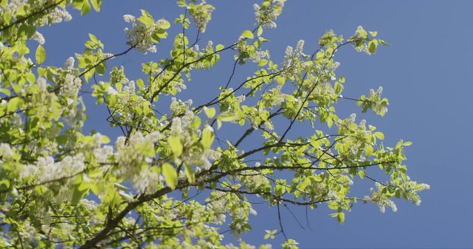 Blooming Bird Cherry Tree with Blue Sky