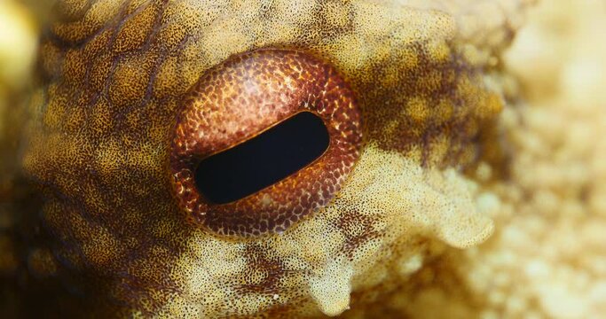 octopus eye underwater close up detailed ocean scenery underwater creature