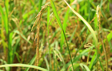 Closeup the Ripe Rice Grains in the Paddy Fields on Harvest Season
