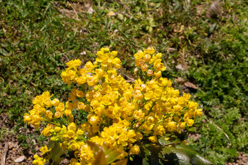 Hypericum calycinum is a species of prostrate or low-growing shrub in the flowering plant family Hypericaceae and this is a close up / detailed photo of that plant