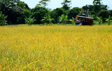 The Golden Paddy Field on the Harvest Season with Blurry Combine Machine Working in Background