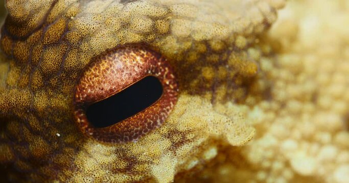 octopus close up looking camera changing color shape and texture underwater ocean scenery