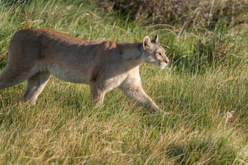 The cougar (Puma concolor)