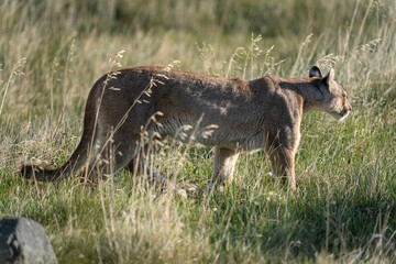 The cougar (Puma concolor)