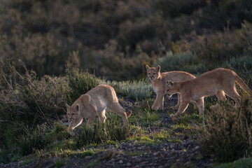 Obraz na płótnie Canvas The cougar (Puma concolor)