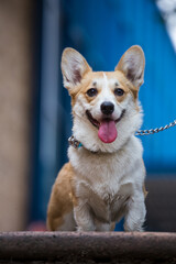 Smiling corgi dog on a leash