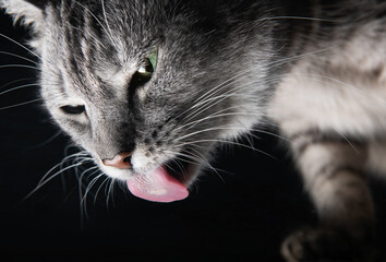 Cat isolated in dark background,grey domestic cat model eating meat, studio photography, cat in studio with space for advertising and text.. Young grey lovely kitten. Cat eating food
