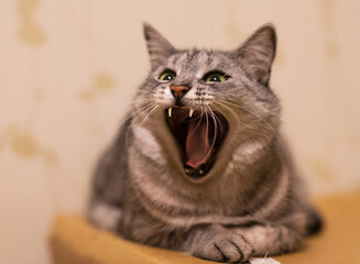 Obraz premium Portrait of angry cat close up, focus to teeth, beautiful nice blurry background, 85 mm lenses, creative portrait of gray cat. Beautiful kitten in blurry background