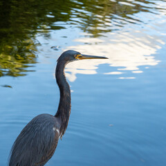 zoom in of a young great blue heron looking out into a pond during sunset