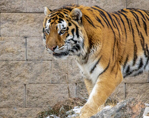 Fototapeta na wymiar Beautiful powerful big tiger cat (Amur tiger)