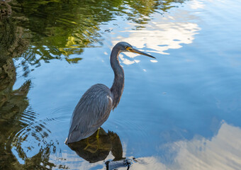 Young Great Blue heron wading in pond water