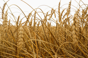 Fototapeta premium Summer landscape of wheat field. Ripe cereals field. Golden spikelets of ripe wheat close up