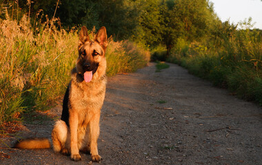 German shepherd dog posing in the rays of sunset on a rural road