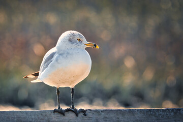 A seagull perched on a railing on a pier with a salt-marsh in the background.