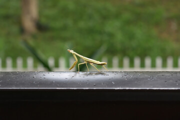 Insectos Circundantes