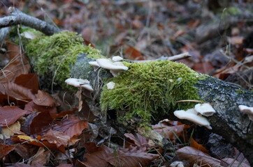 Moos und Pilze am Baumstamm