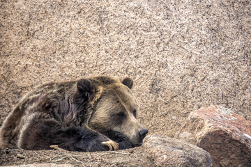North American grizzly bear resting on a rock
