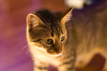 Attentive kitten close up in a colorful background